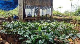 Desa Sukamanah mendapat SK sebagai sektor desa wisata, dengan pengembangan wisata alam dan wisata religi serta Kopi Dauwan untuk kategori robusta mewakili Jawa Barat.  (Foto: Redaksi)