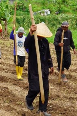 Polres Tasikmalaya Tanam Jagung Serentak di Lahan 22 Hektar Dukung Ketahanan Pangan