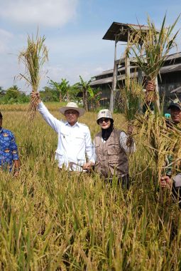 Panen Padi Organik, Wabup Tasikmalaya: Spirit Baru Merawat Alam Lewat Pertanian Berkelanjutan