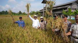 Wakil Bupati Tasikmalaya Asep Sopari Al Ayubi menghadiri panen padi organik di Desa Kamulyan Manonjaya Tasikmalaya (Foto: Kominfo)
