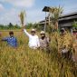 Wakil Bupati Tasikmalaya Asep Sopari Al Ayubi menghadiri panen padi organik di Desa Kamulyan Manonjaya Tasikmalaya (Foto: Kominfo)