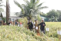 Bupati Ciamis Herdiat menghadiri panen raya organik Senin,9/2/2026 (Foto: Kominfo Ciamis)