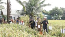 Bupati Ciamis Herdiat menghadiri panen raya organik Senin,9/2/2026 (Foto: Kominfo Ciamis)